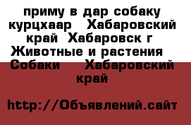 приму в дар собаку курцхаар - Хабаровский край, Хабаровск г. Животные и растения » Собаки   . Хабаровский край